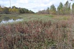 Ludwigia peploides montevidensis