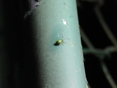 Diabrotica sexmaculata