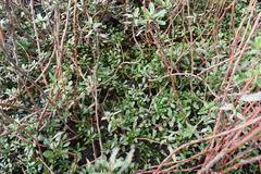 Ludwigia peploides montevidensis