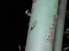 Diabrotica sexmaculata