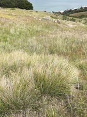 Calamagrostis ophitidis
