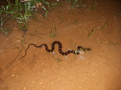 Homalopsis buccata