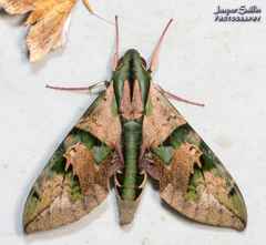 Eumorpha capronnieri