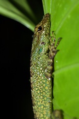 Equatorial Anole photo 1