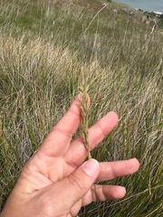 Calamagrostis ophitidis