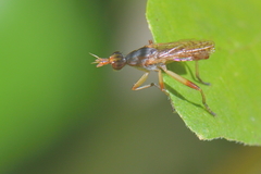 Dichetophora obliterata