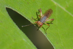 Dichetophora obliterata