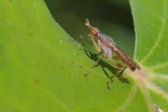 Dichetophora obliterata