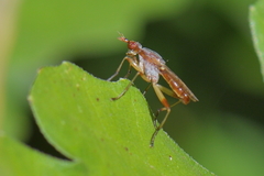 Dichetophora obliterata