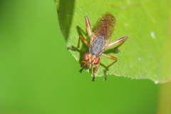 Dichetophora obliterata