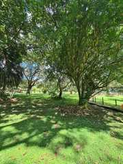 Parmentiera cereifera