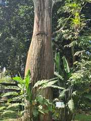 Cavanillesia chicamochae