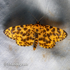 Epobeidia tigrata tigrata