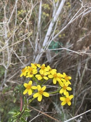 Senecio angulatus image