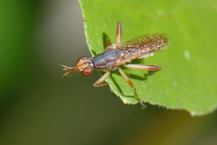 Dichetophora obliterata
