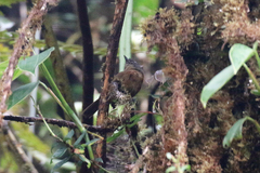 Thamnophilus unicolor