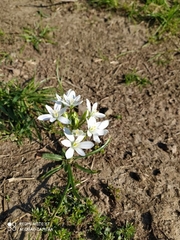 Ornithogalum orthophyllum