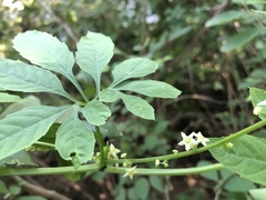 Cyclanthera dissecta
