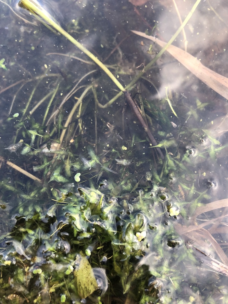 Ivyleaved Duckweed from Split Hand Lake, Grand Rapids, MN, US on