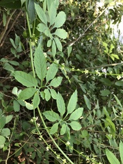 Cyclanthera dissecta