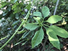 Cyclanthera dissecta