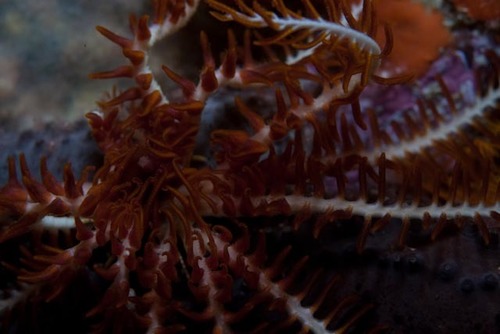 Annametra occidentalis