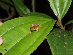 Pristimantis lacrimosus