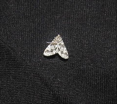 Elophila difflualis