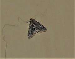 Elophila difflualis