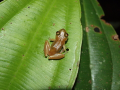 Pristimantis lacrimosus