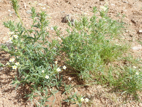 Image of Zaluzianskya benthamiana by no rights reserved