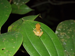 Pristimantis lacrimosus