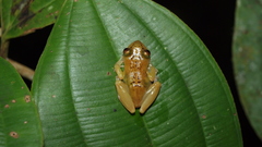 Pristimantis lacrimosus