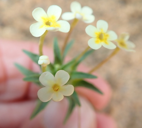 Image of Zaluzianskya benthamiana by no rights reserved