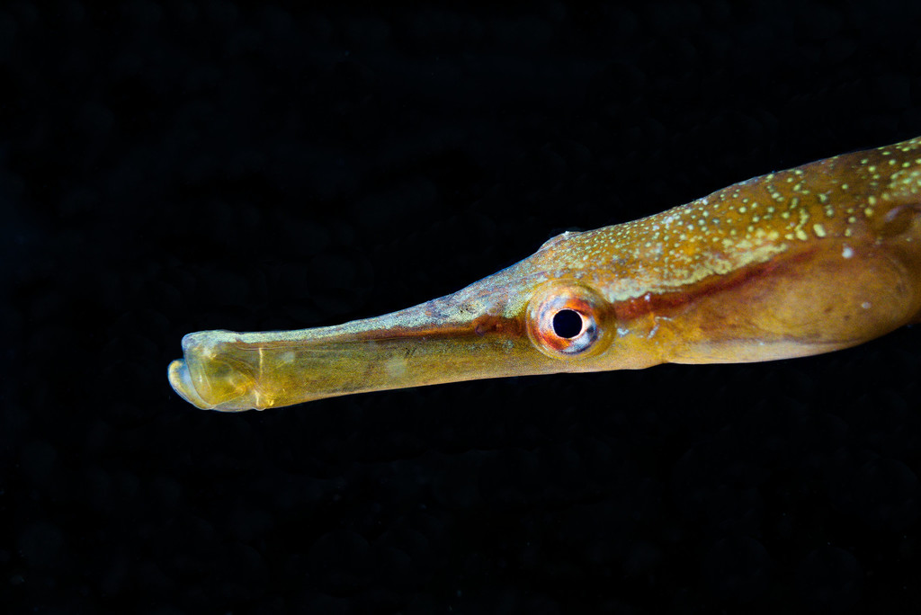 Snake pipefish (Entelurus aequoreus) — Syngnathidae