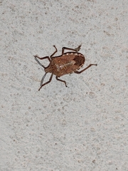 Apodiphus integriceps
