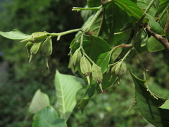 Pterostyrax corymbosus