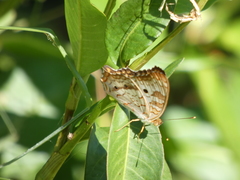 Anartia jatrophae