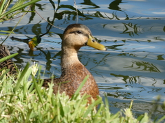 Anas platyrhynchos × fulvigula