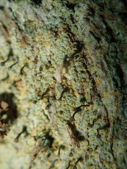 Chaenotheca ferruginea