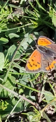 Lycaena phlaeas