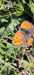Lycaena phlaeas