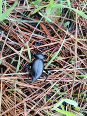 Eleodes grandicollis