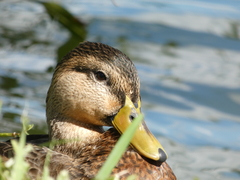 Anas platyrhynchos × fulvigula
