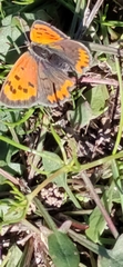 Lycaena phlaeas