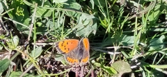 Lycaena phlaeas