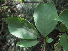 Pterostyrax corymbosus