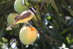 Pitangus sulphuratus