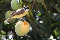 Pitangus sulphuratus