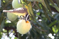 Pitangus sulphuratus